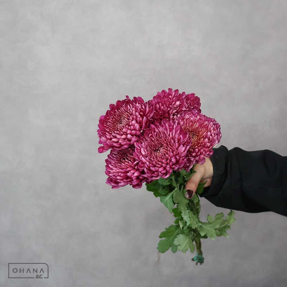 ディスバッドマム ピアニッシモ 特50cm