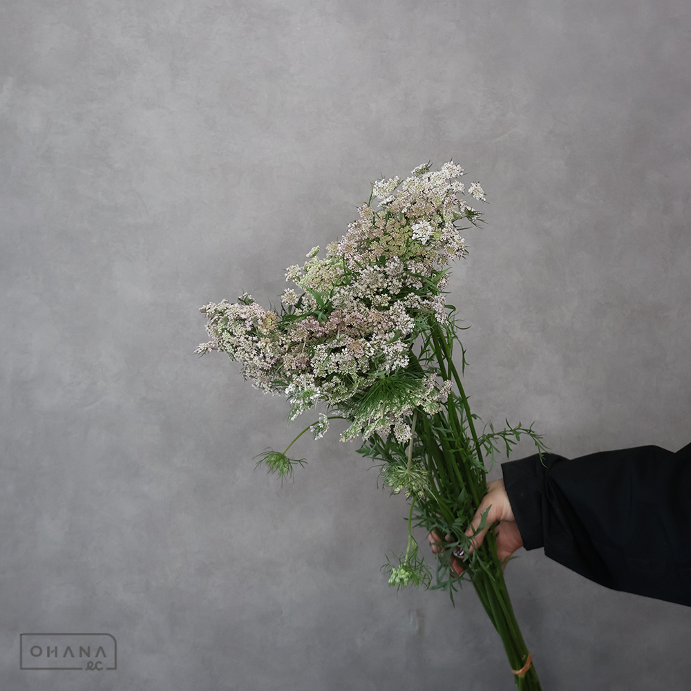 レースフラワー ダウカスロビン 60cm