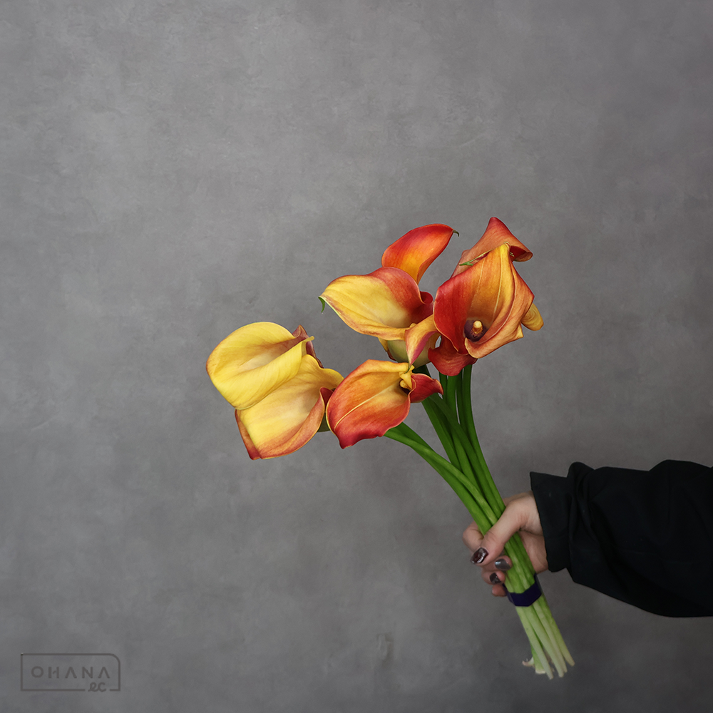 【SALE】カラー キャプテンオデオン 秀40cm※クレーム対象外