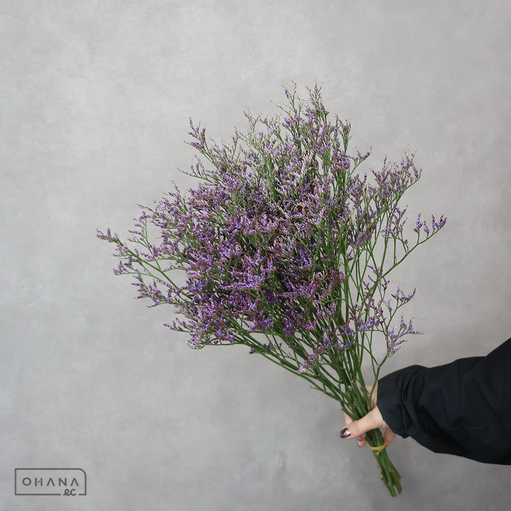 HBスターチス サフォラダークブルー 60cm