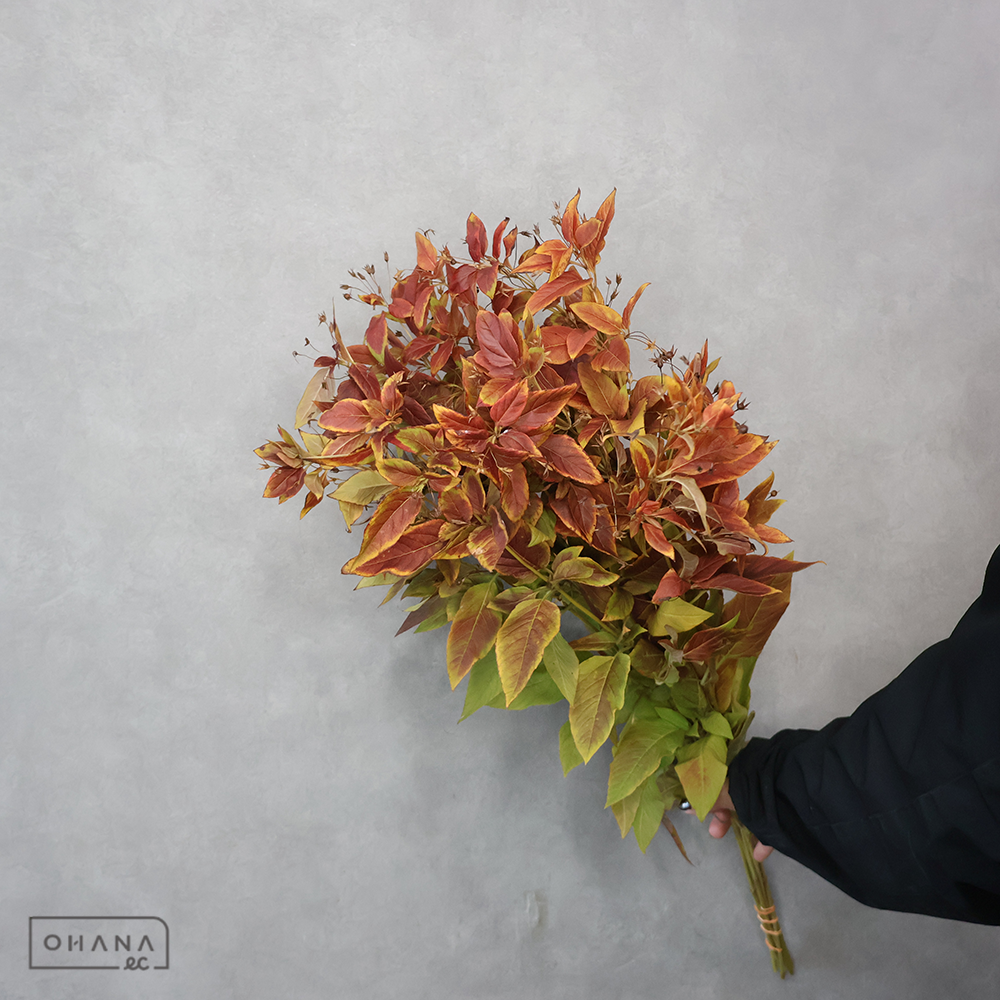 リシマキア ファイヤークラッカー 70cm紅葉