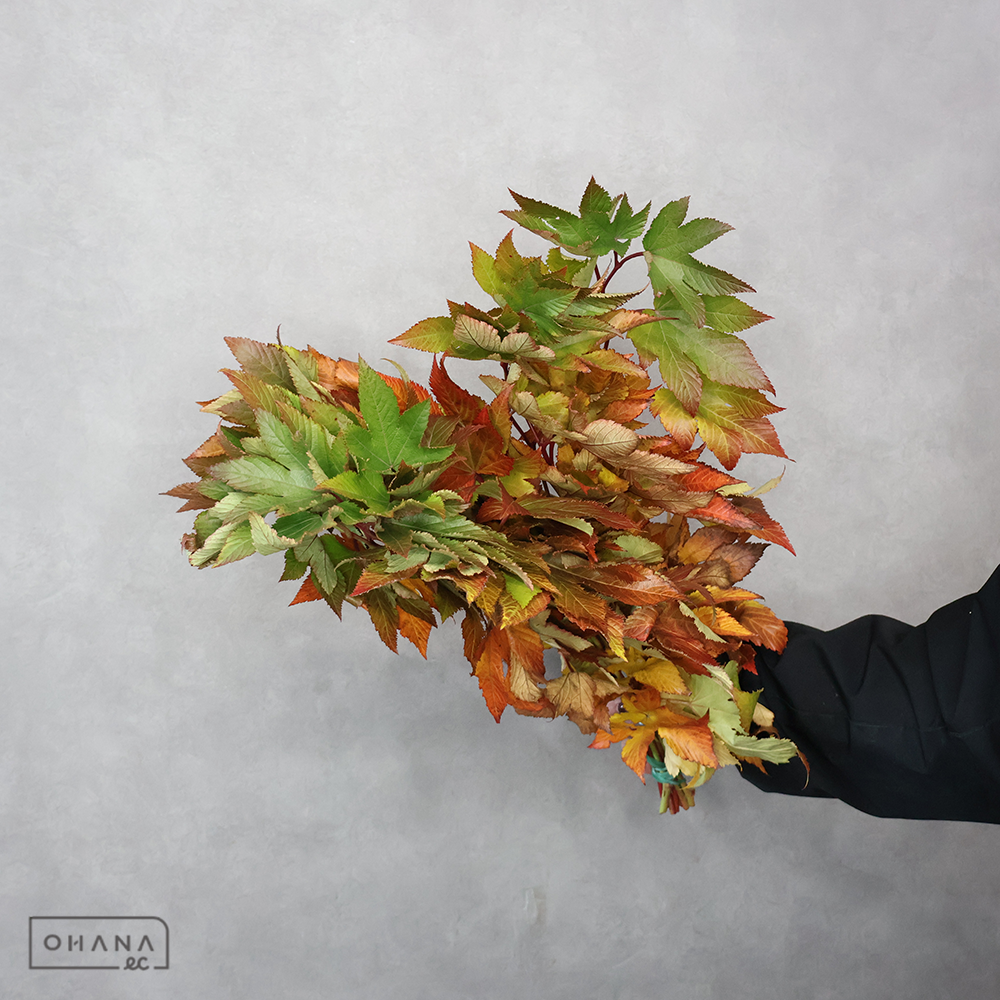 紅葉木苺 50cm紅葉