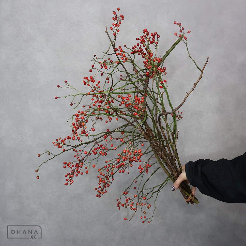 野バラ 赤 秀60cm