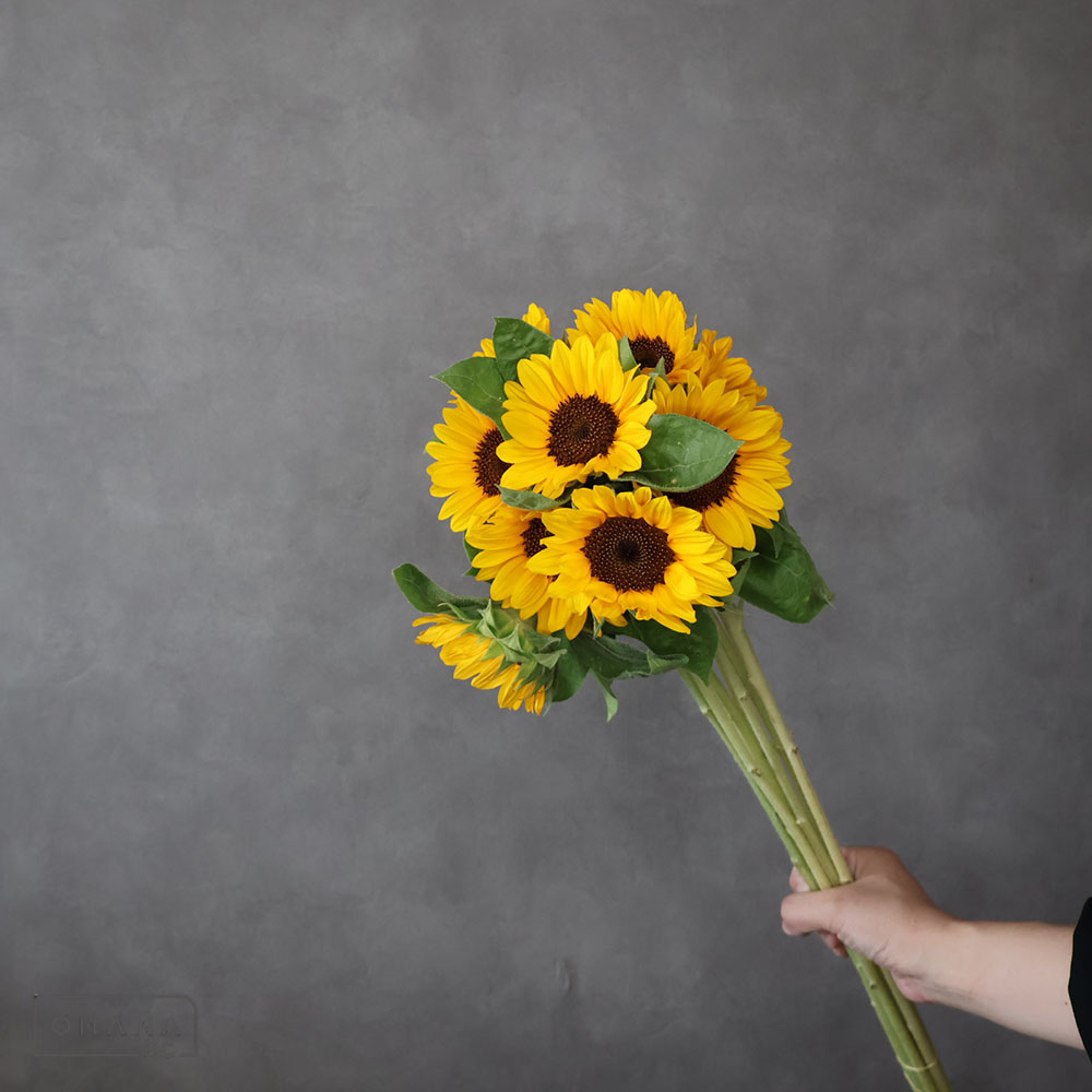 ヒマワリ サンリッチUPライトオレンジ 70CM | お花の仕入れ