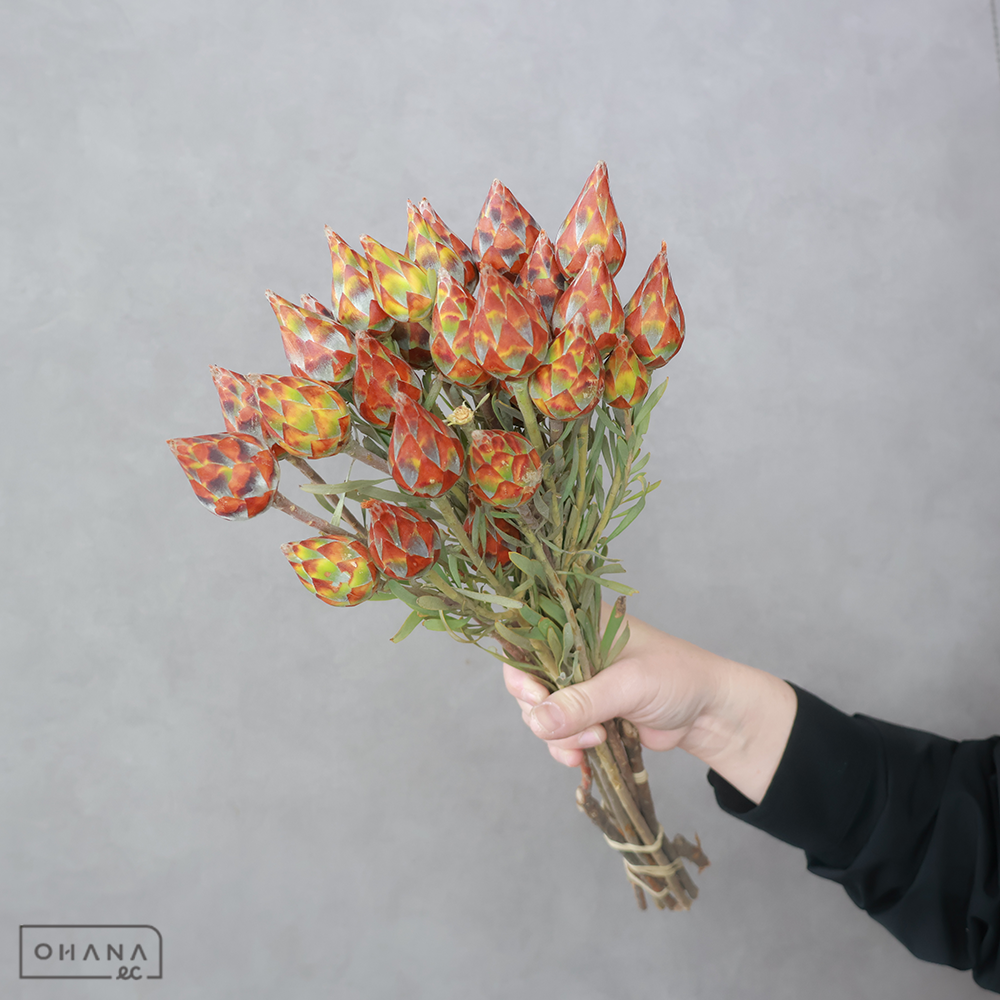 【SALE】リューカ　プルモーサム　スプレー　 50cm※クレーム対象外