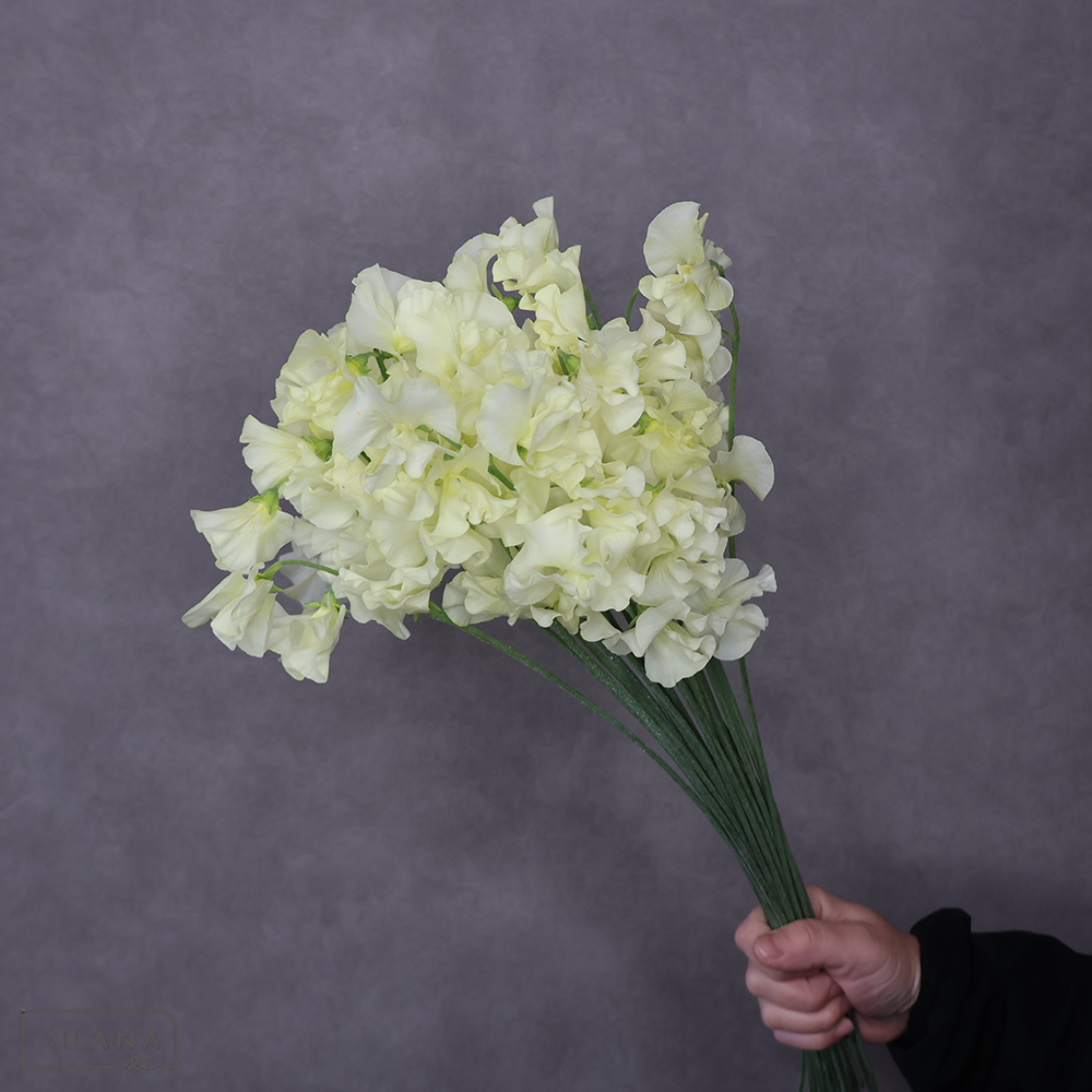 スイートピー　レモネード ２Ｌ ３Ｐ