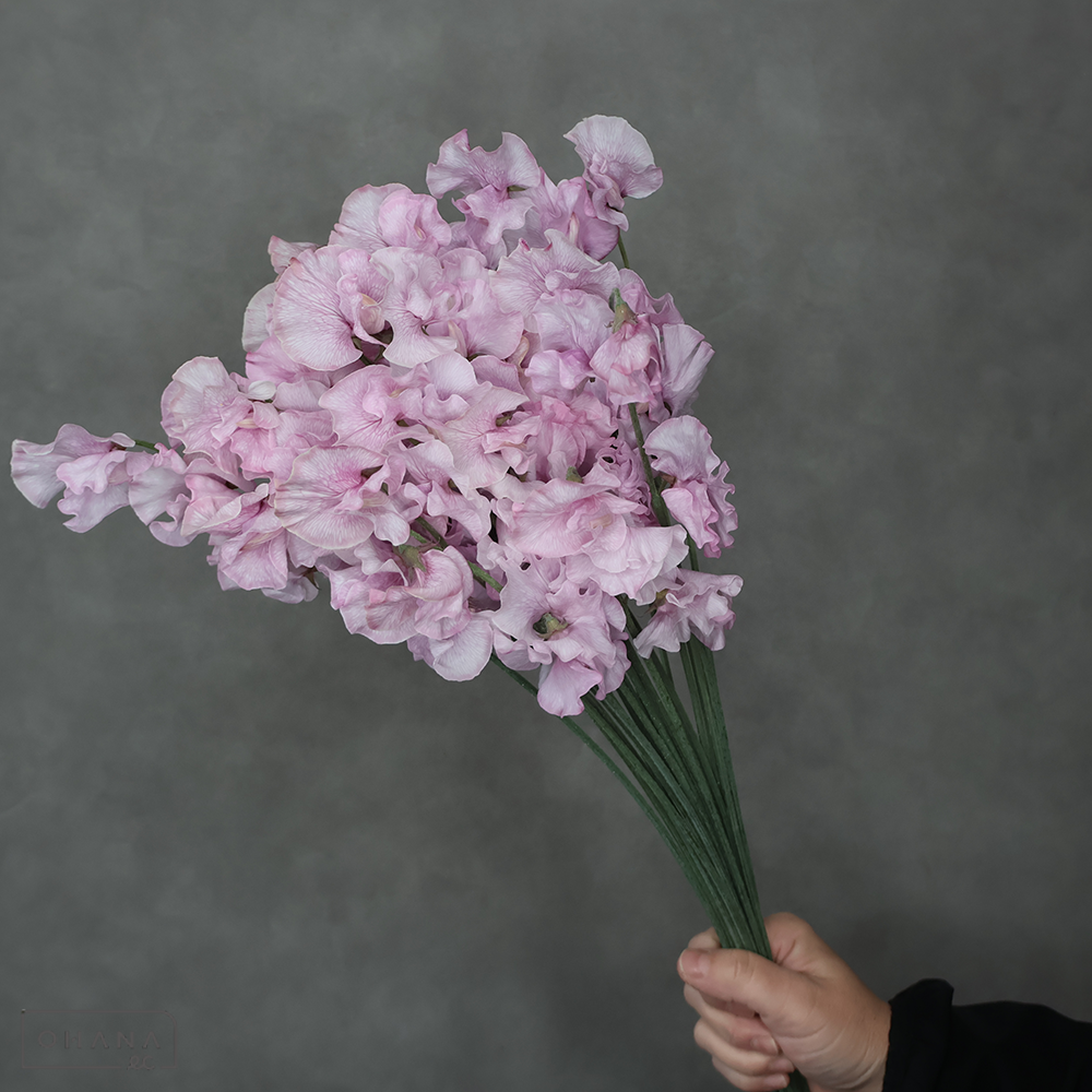 スイートピー　ピンクモーメントスカイ ２Ｌ ３Ｐ