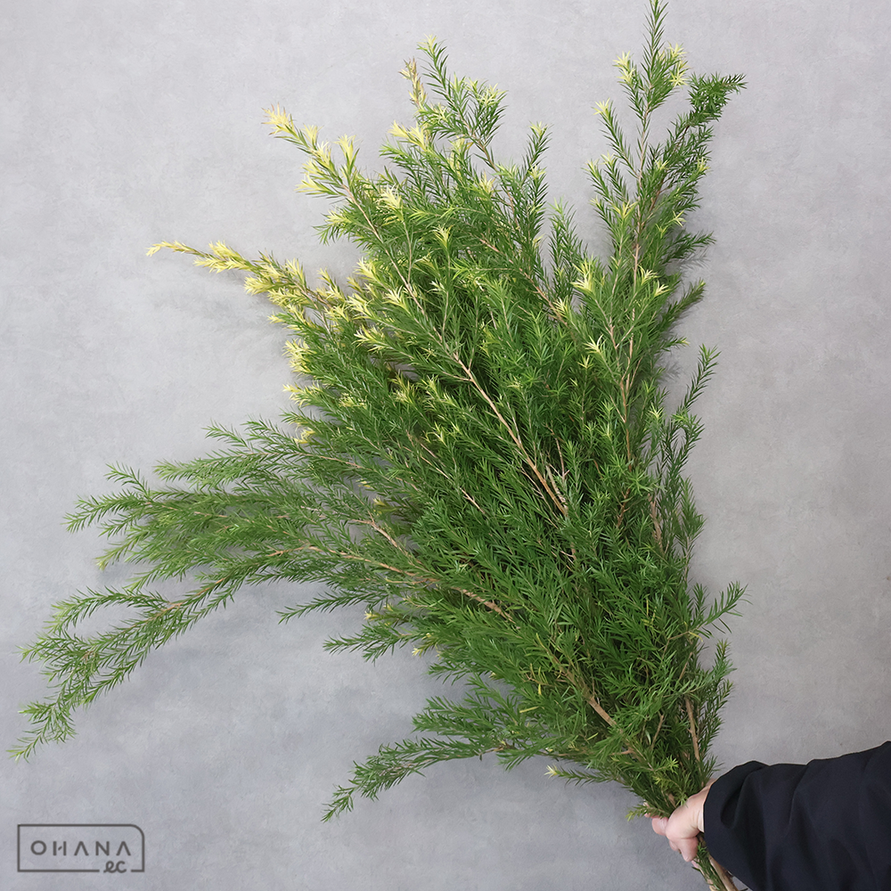 メラリュウカ　シャイニングアロー　 90cm