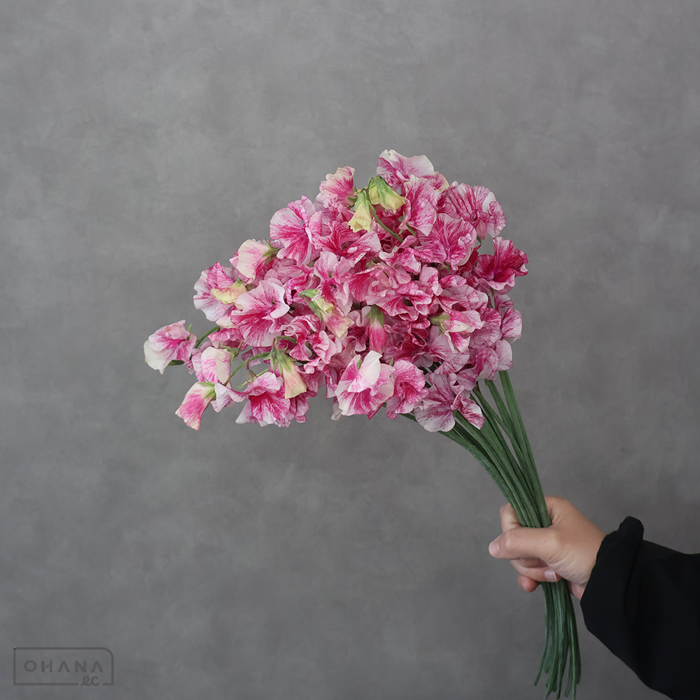 スイトピー　恋かすみ　L 4輪 ※25本束