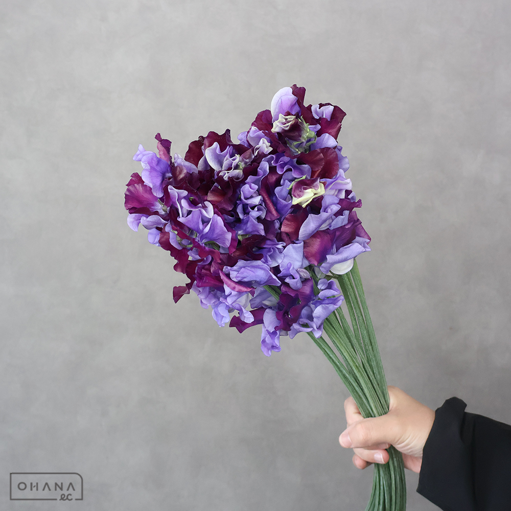 スイトピー　青式部　L 4輪  ※25本束