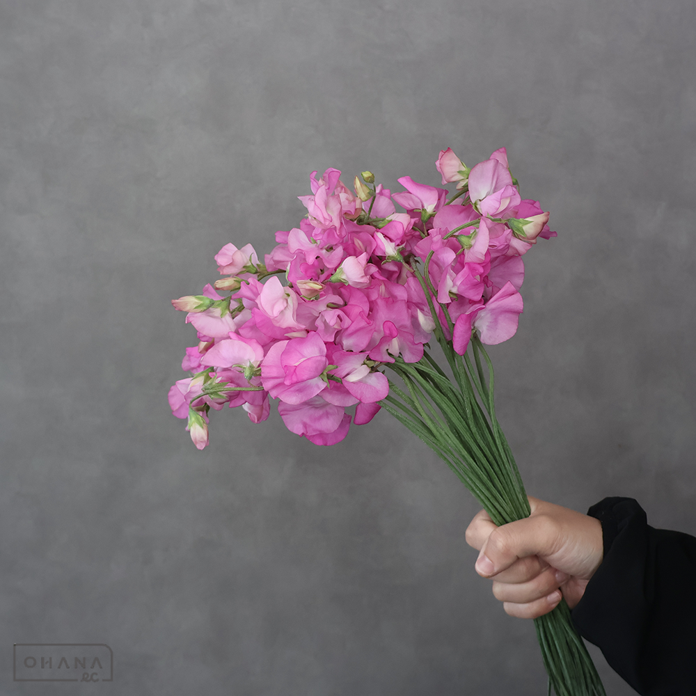 スイトピーピンク　ルージュ　AL 4輪  ※25本束