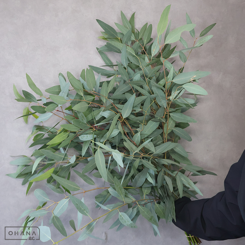 ユーカリ　マリーレッドガム　 90cm