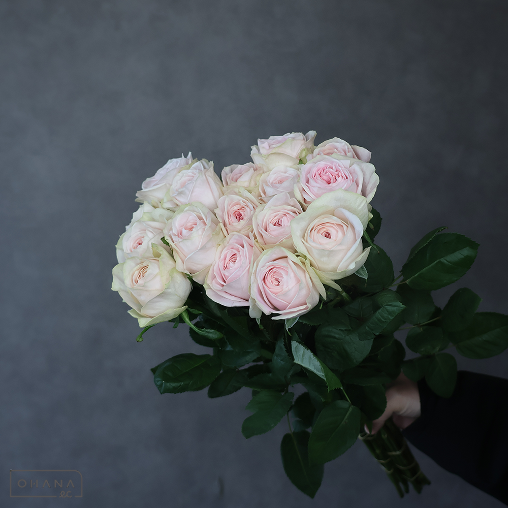 バラ　バレリーナサマーハウス ※16本束　A 60-50