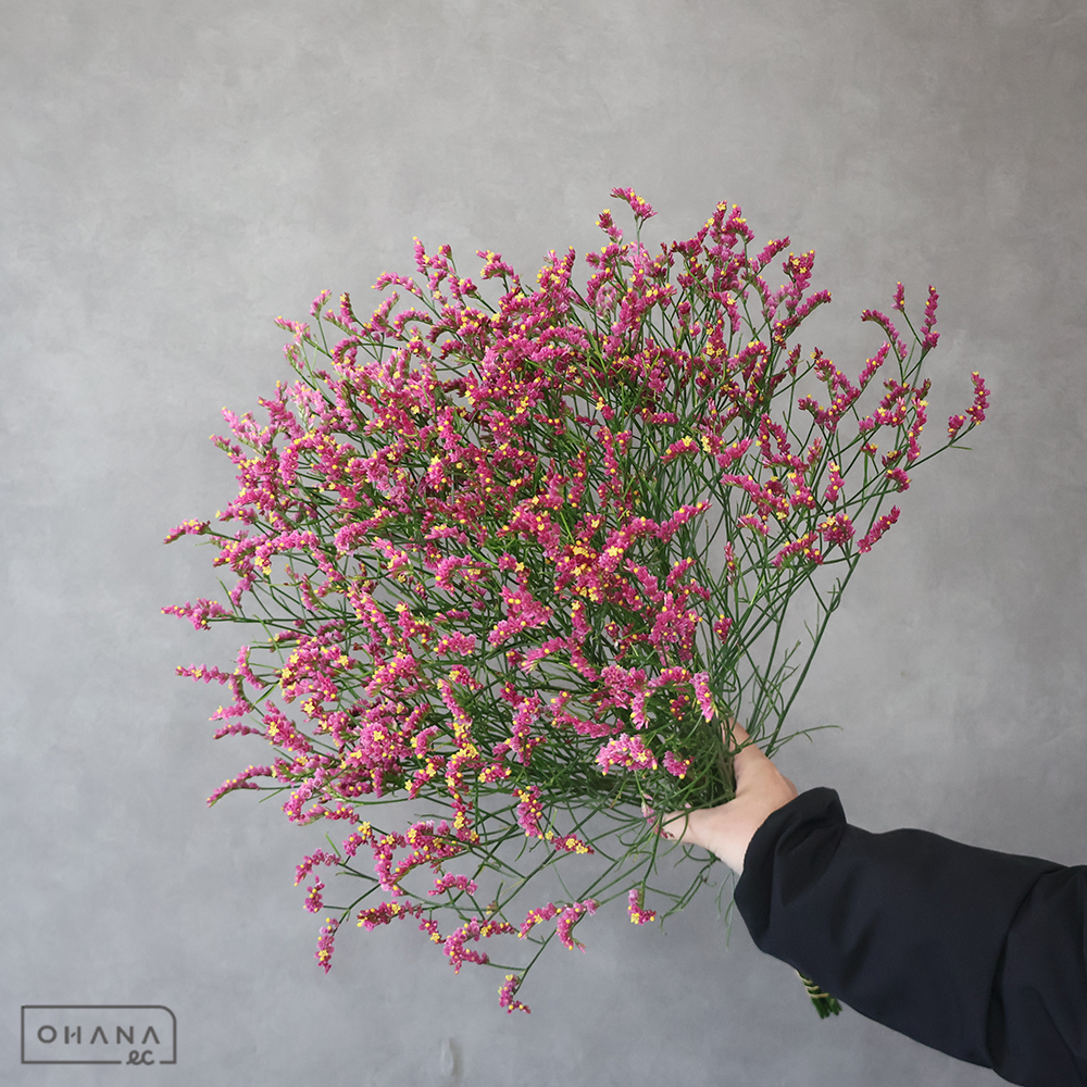 ＨＢスターチスピンク　キノラブリー　秀 60cm