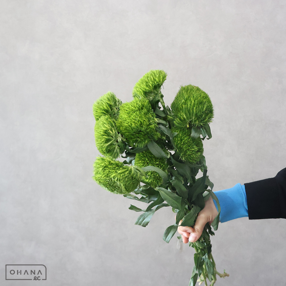 テマリソウ　グリーンボール　55cm