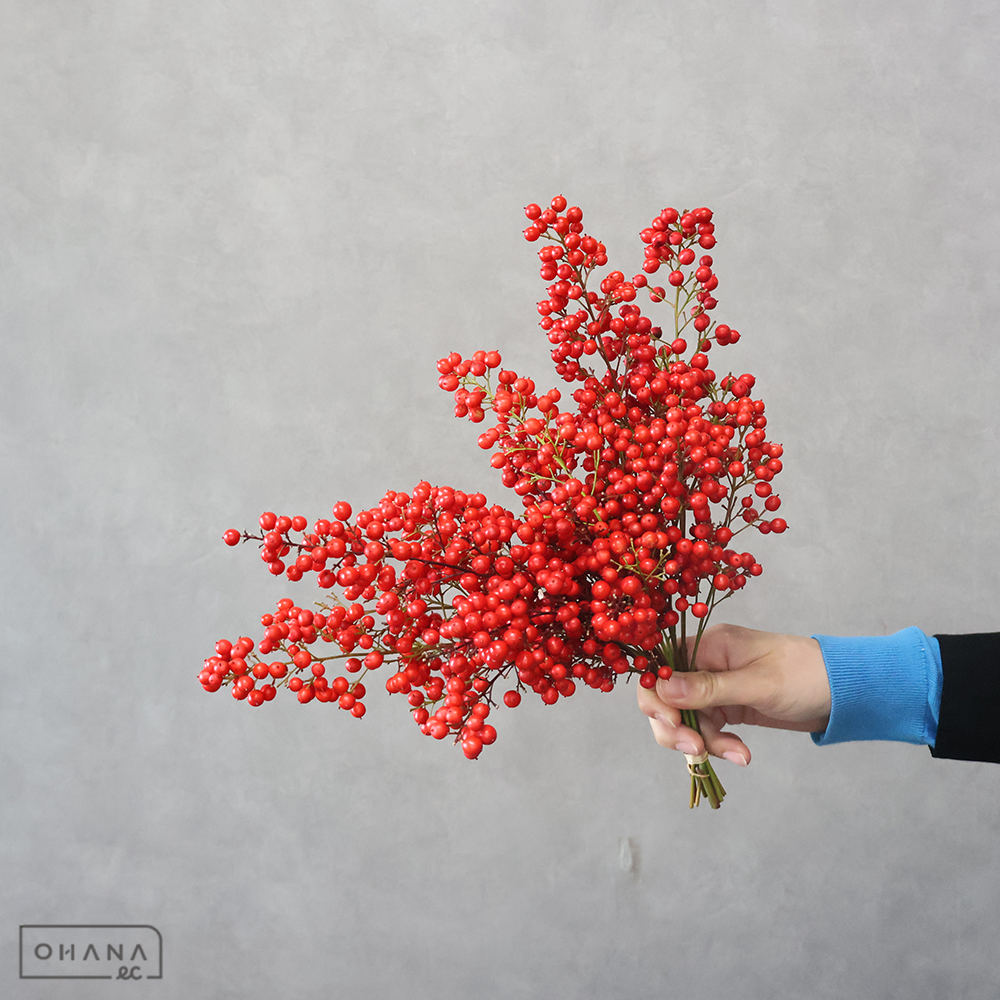 南天　実　５キロ　特