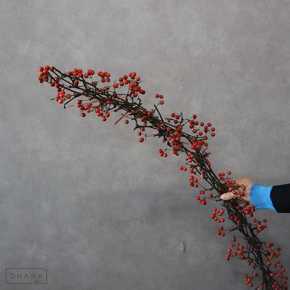 山帰来　中国産 ※25本ケース販売　 100cm