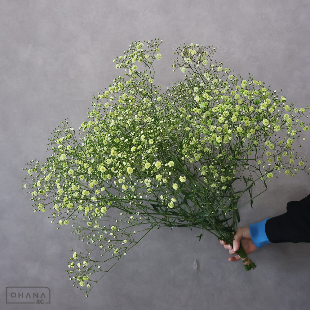 宿根カスミ草　染色 ⑥　 65cm