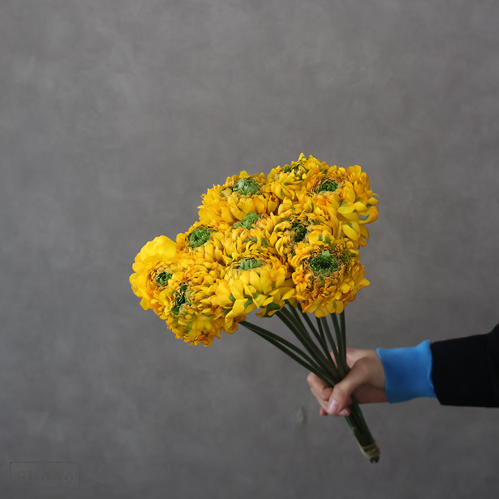 ラナンキュラス　PON メルリーノ　A 45-40㎝