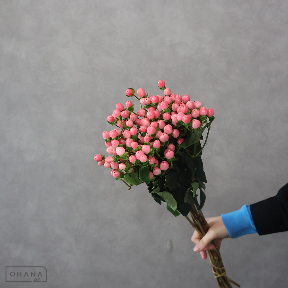 ヒペリカム　ココカジノ　 70cm