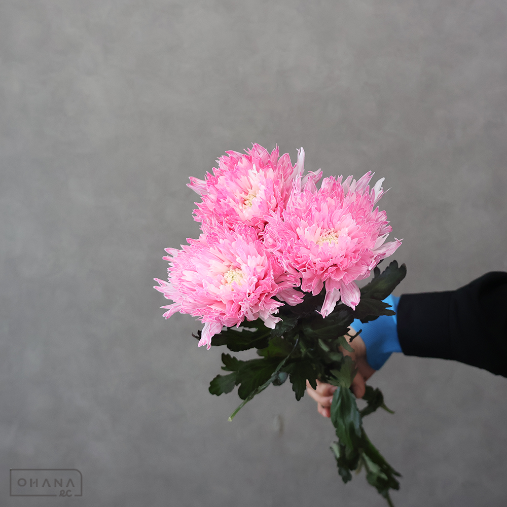 ディスバッドマム　染めアンダーカバー ③　