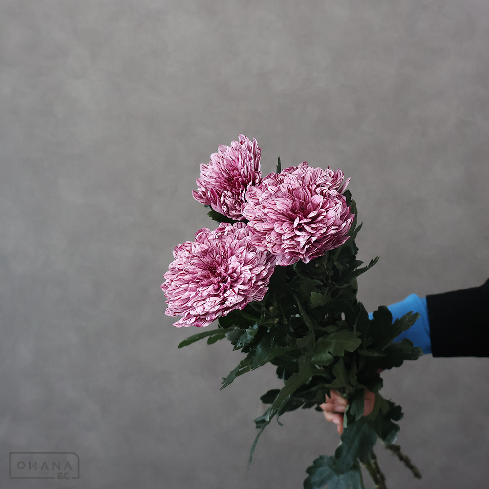 ディスバッドマム　ピップ　