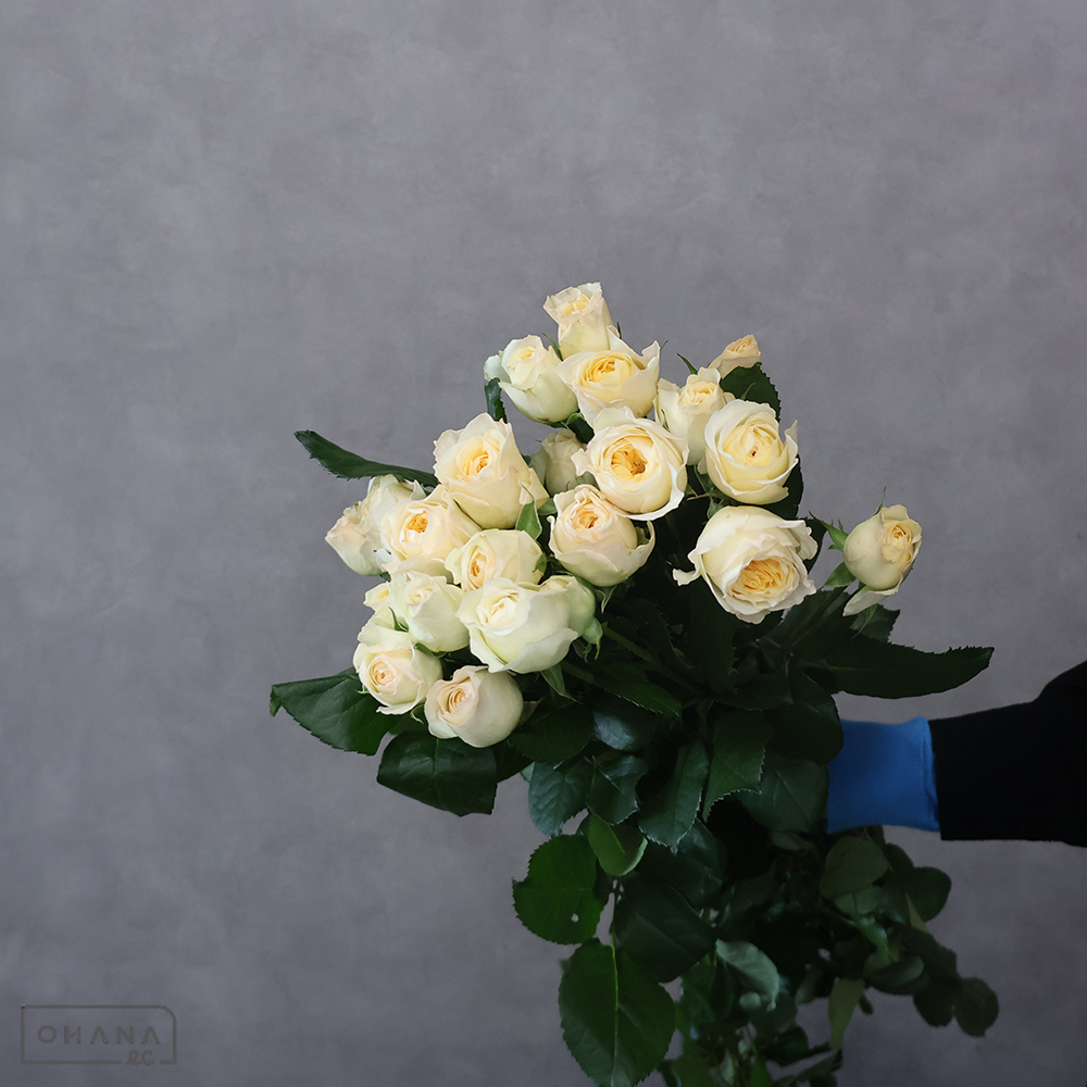 スプレーバラ　ロイヤルパーク ※5本束　秀 70cm 花大