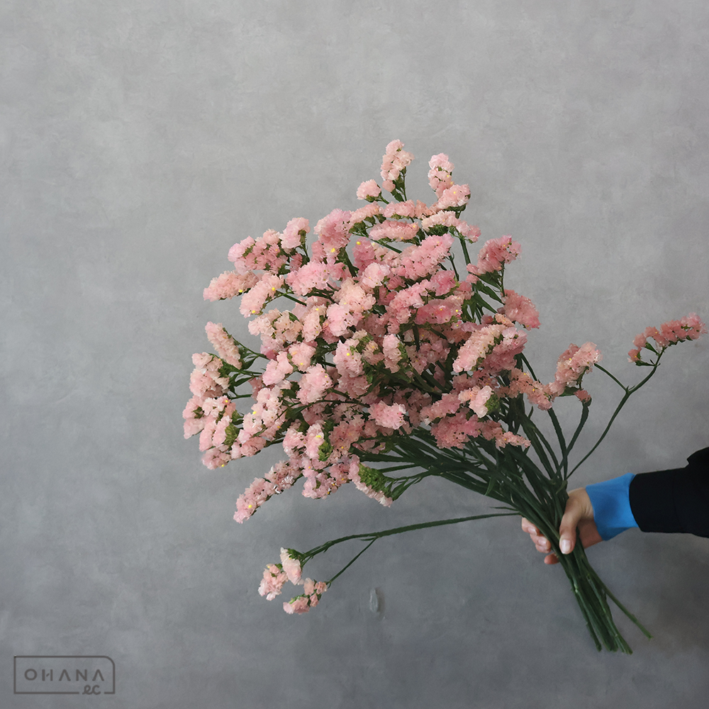 スターチス　アネーロオレンジ　秀 70cm