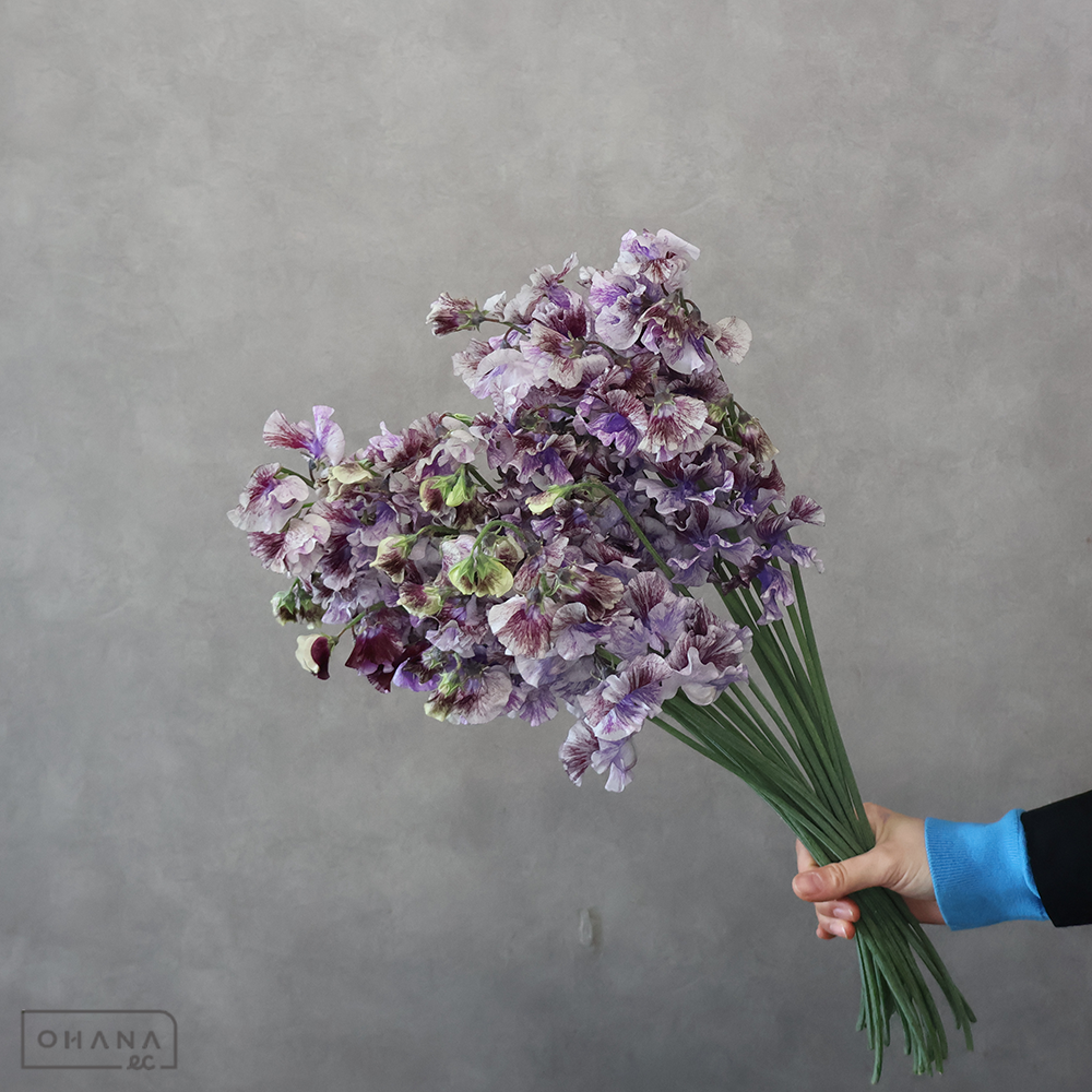 スイートピー　詩かすみ　2L 4P