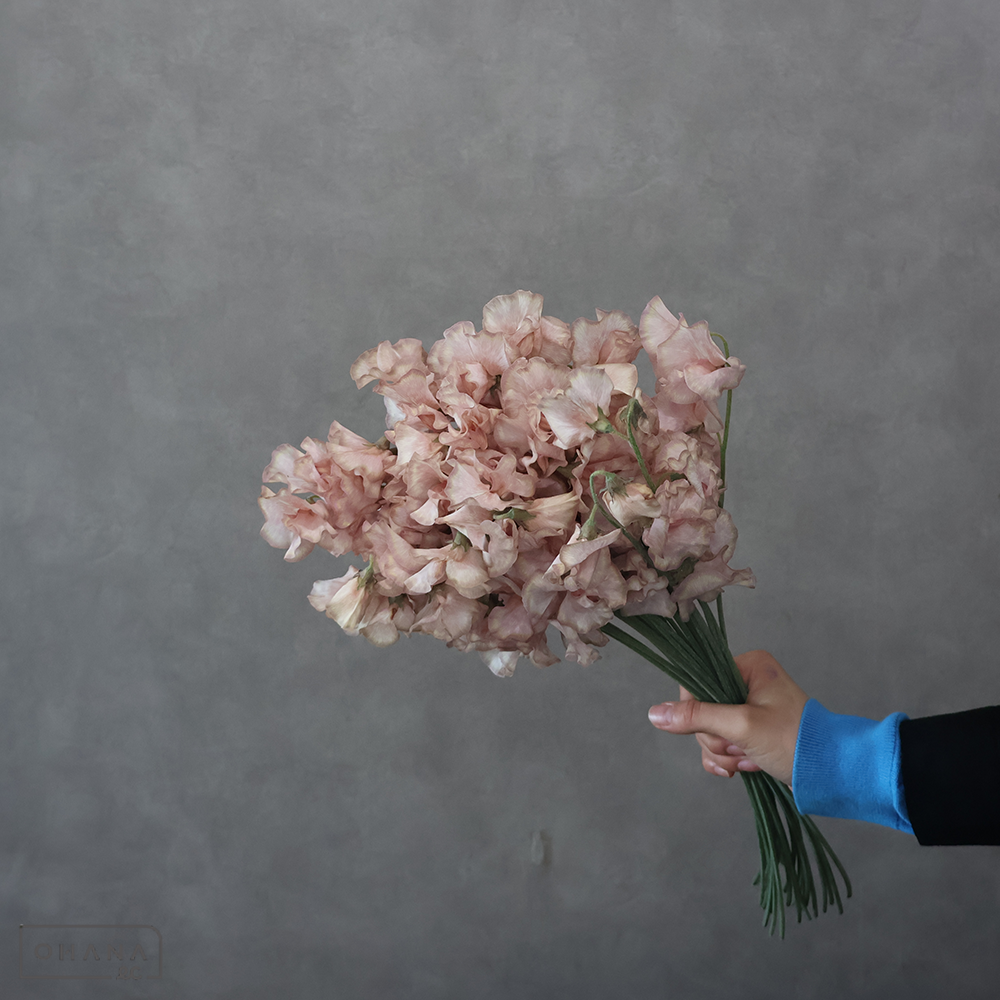 スイートピー　スカイブラウン　L 4P