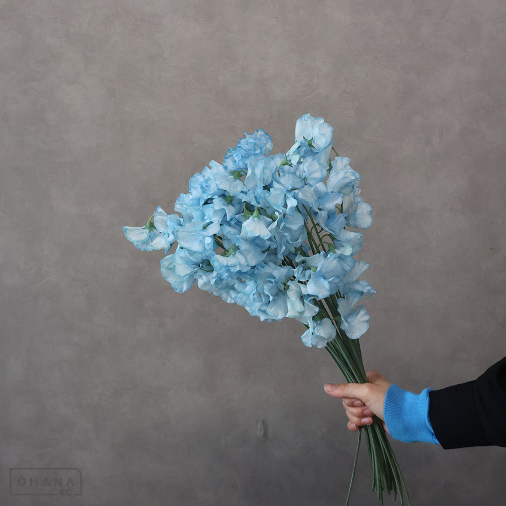 スイートピー　スカイウォーカー　2L 3P