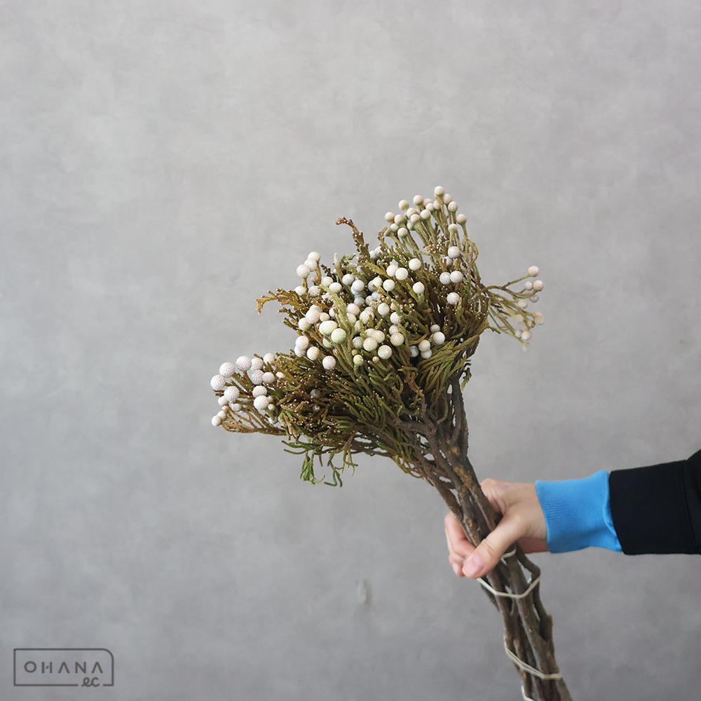 シルバーブルーニア　　　 50cmSP