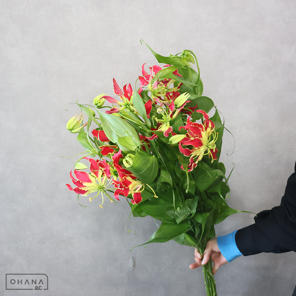 グロリオサ　　　S 3輪