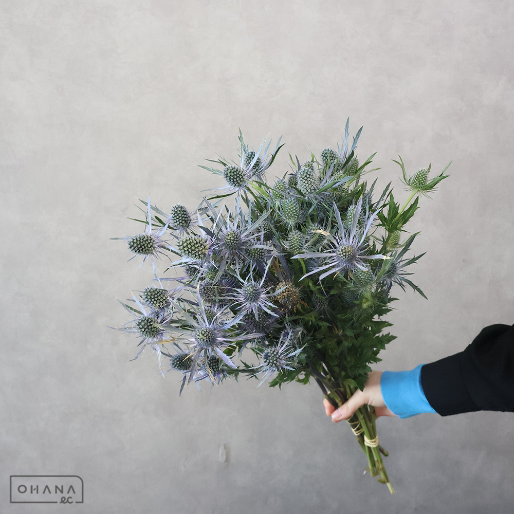 エレンジューム　サファイア　 50cm