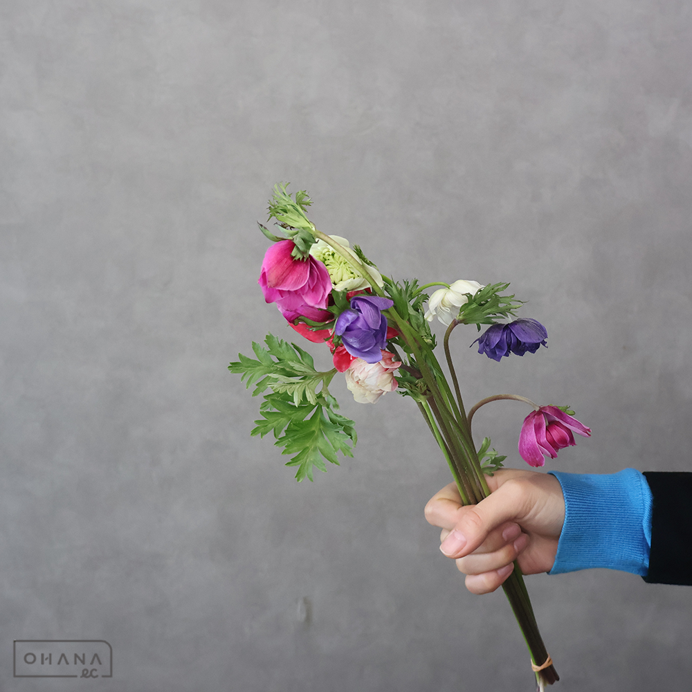 アネモネ　八重　秀 ②30cm