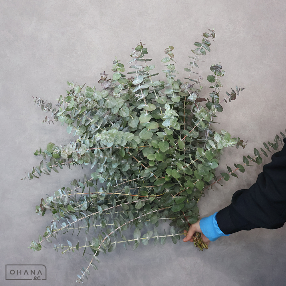 ユーカリ　ベイビーブルー　秀 60cm