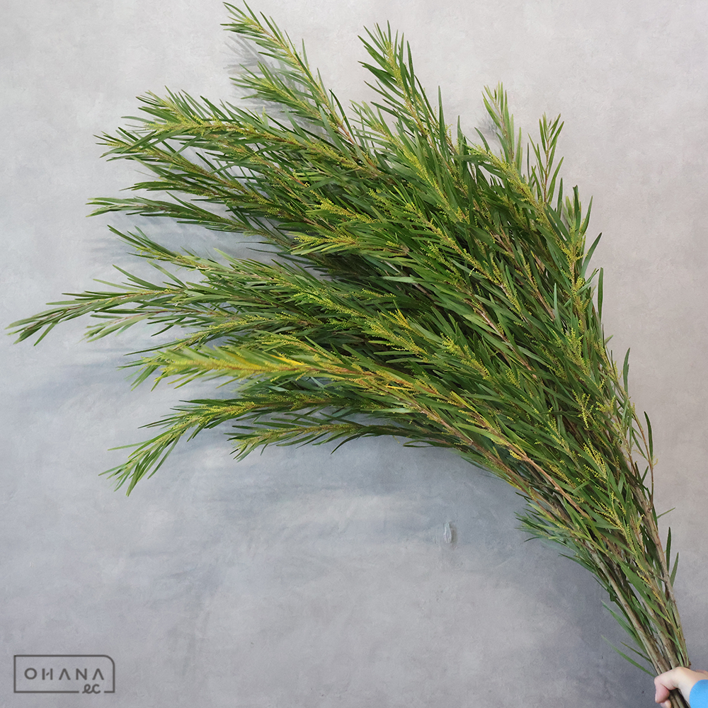 アカシヤ　コグナータ　 120cm