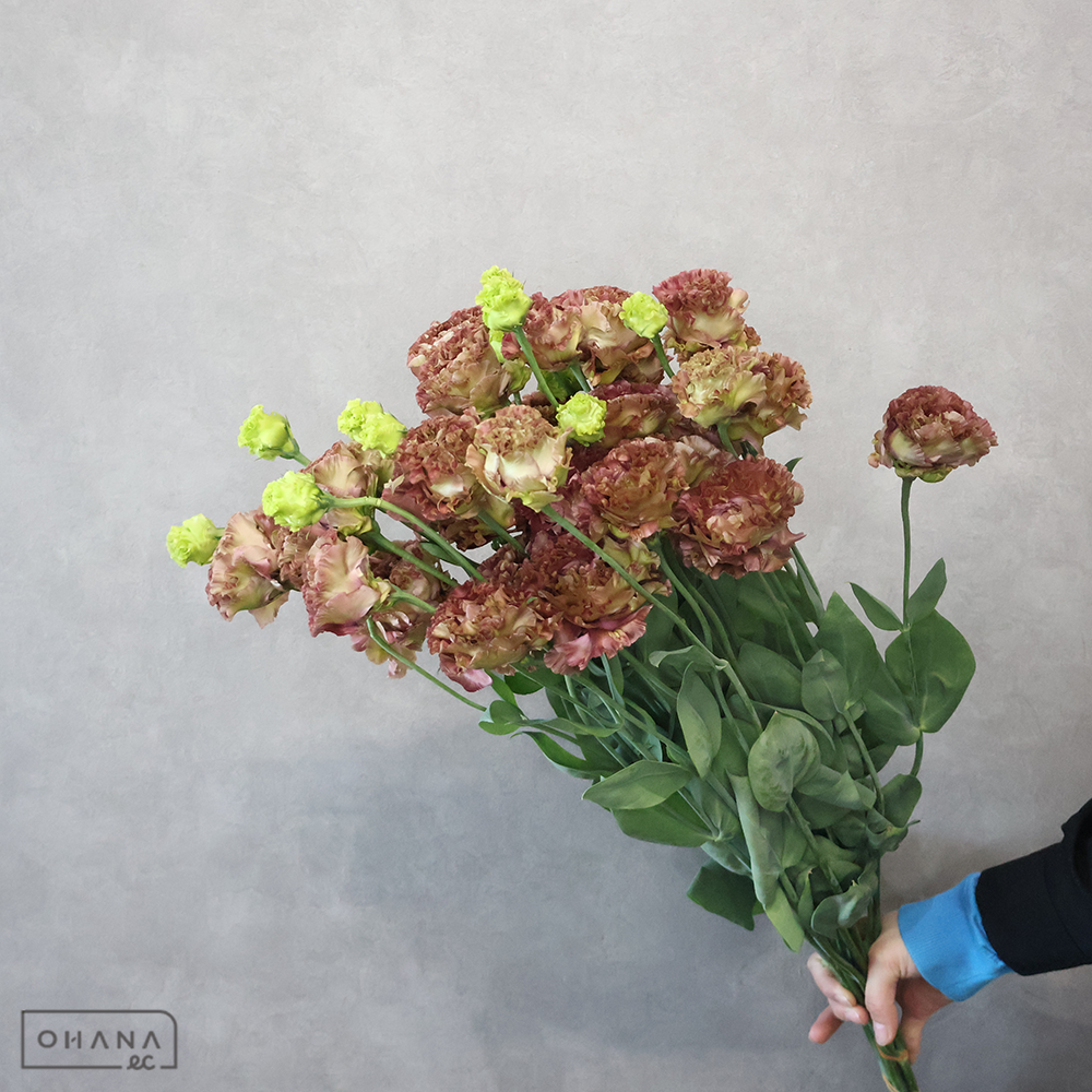 トルコキキョウ　アンバーダブルショコラ　 70cm 3輪