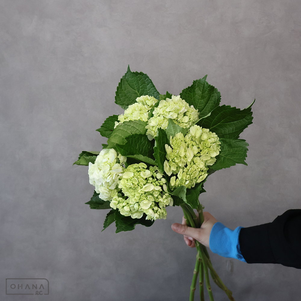 アジサイ　ミニグリーン ※5本束　