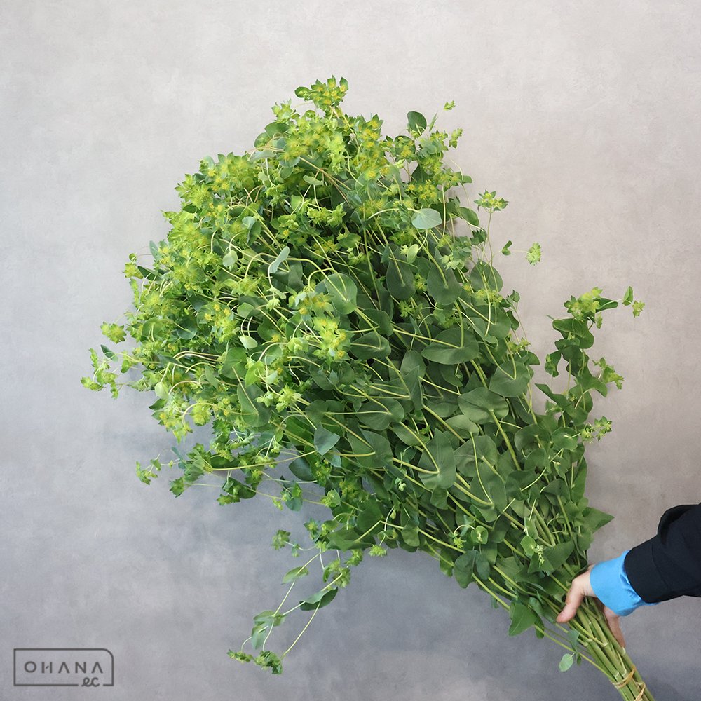 ブプレリューム　グリーンゴールド　秀 90cm  ※ボリュームあり！