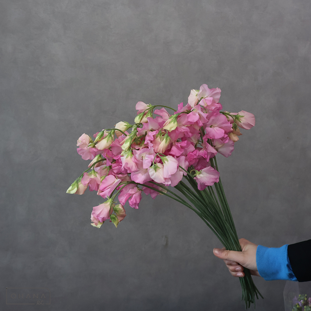 スイトピーピンク　パリスピンク　2L 4輪