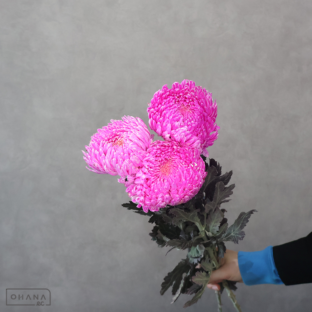大菊　ピオニーマム染めＭＩＸ ②