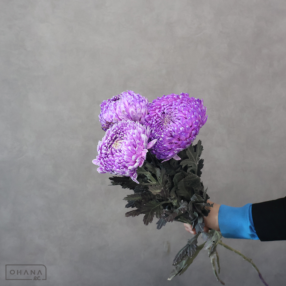 大菊　ピオニーマム染めＭＩＸ ③