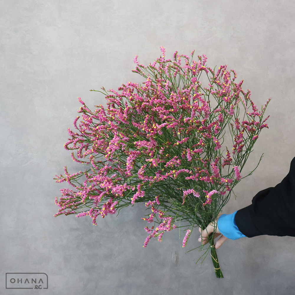 ＨＢスターチス ラブリー　秀 60cm