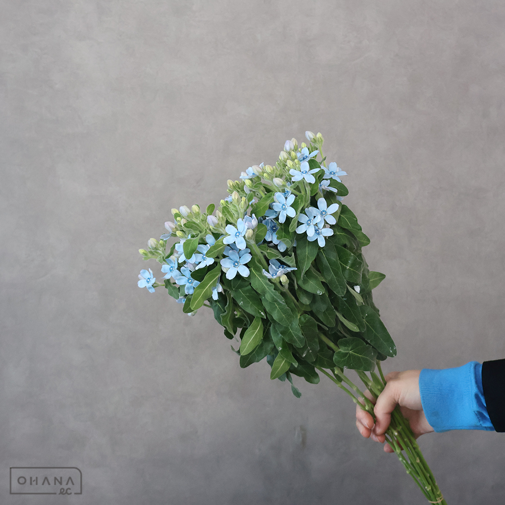 オキシペタラム青　ピュアブルー　秀2L