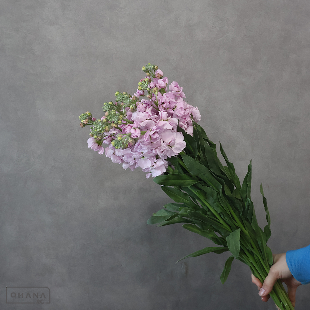 ストックスタンダードピンク　朝波　 80cm