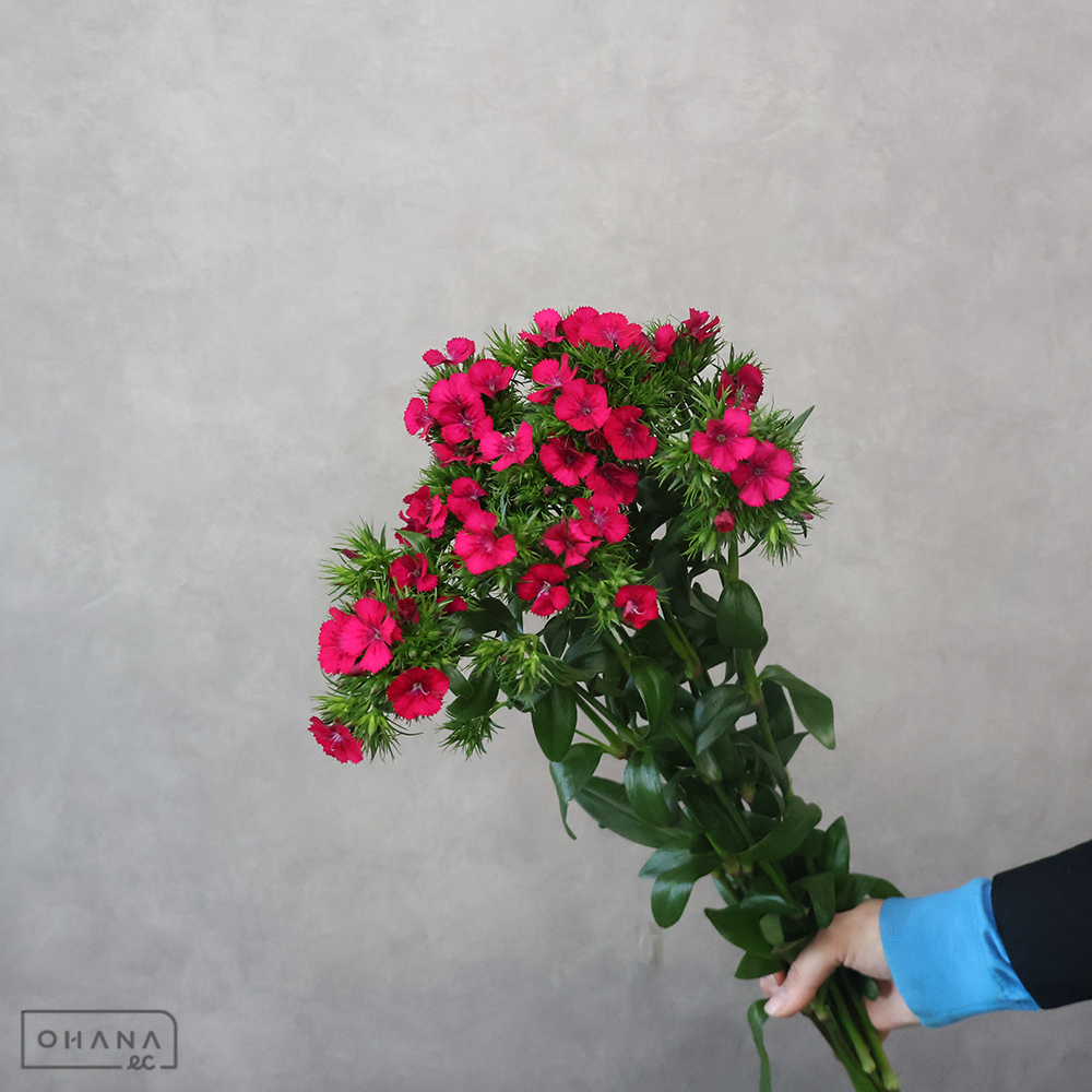 ダイアンサスピンク　アマゾンネオン　チェリー　 65cm