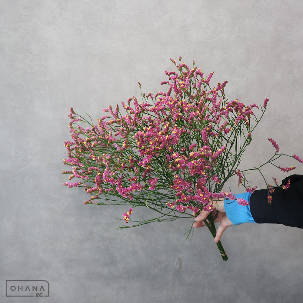 ＨＢスターチス ラブリー　秀 50cm