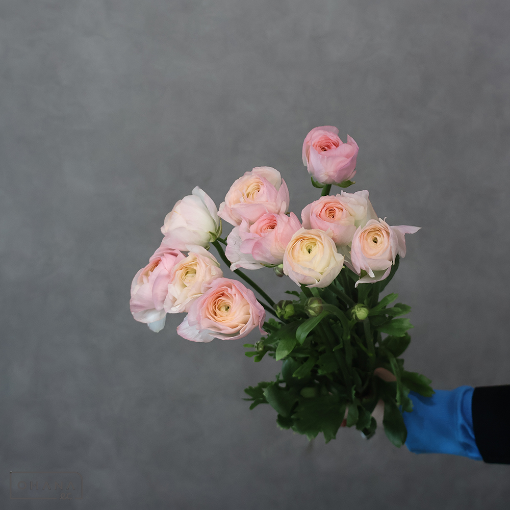 ラナンキュラスピンク　春てまり　秀 40cm