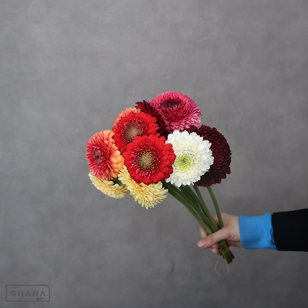 ガーベラ　ポンポン　カラフルＭＩＸ①　優 30cm